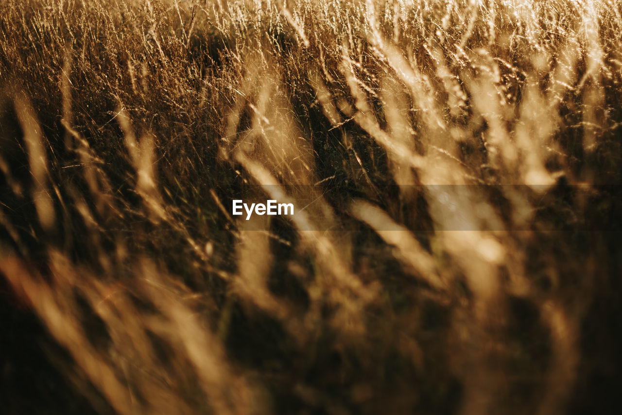 Full frame shot of golden corn field