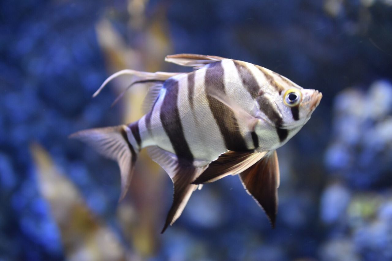 Close-up of fish swimming in aquarium