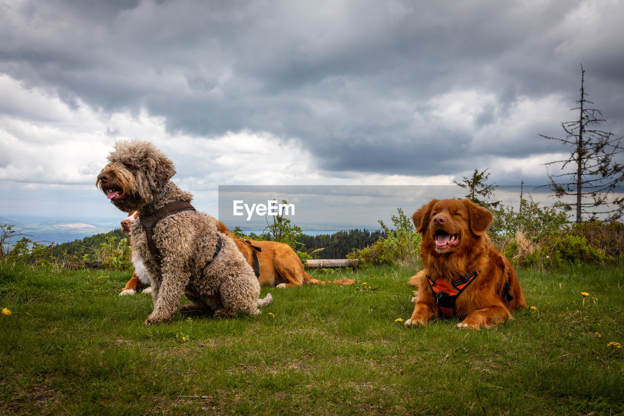 mammal, animal themes, animal, canine, dog, pet, domestic animals, cloud, sky, one animal, grass, nature, plant, sitting, no people, environment, landscape, field, overcast, land, outdoors, day, facial expression