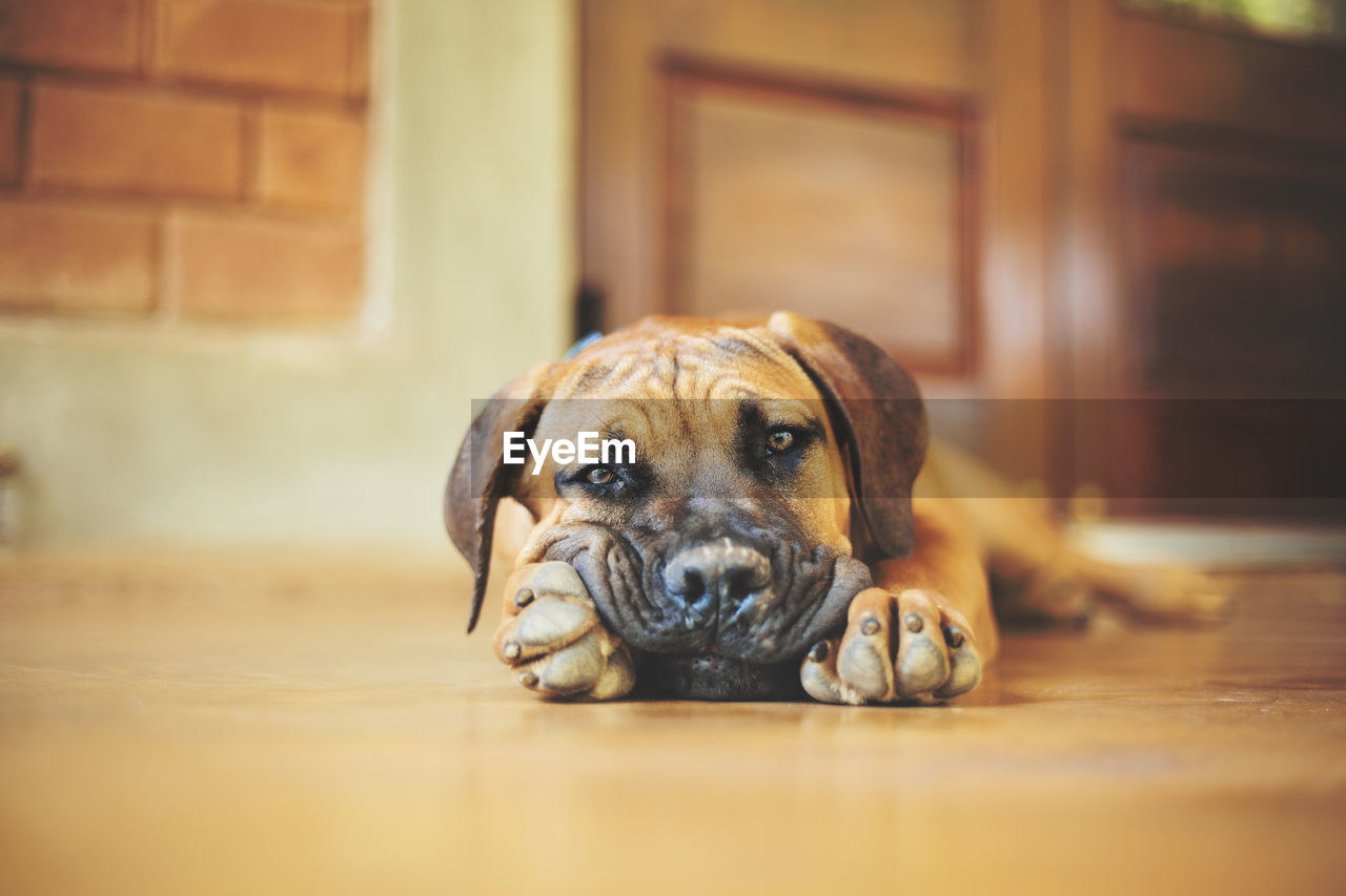 Close-up portrait of dog lying on porch
