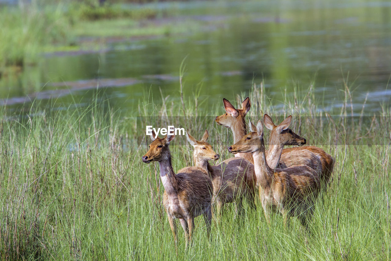 DEER IN THE LAKE