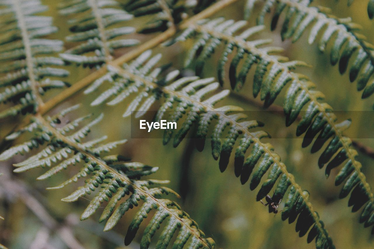 Close-up of fern leaves