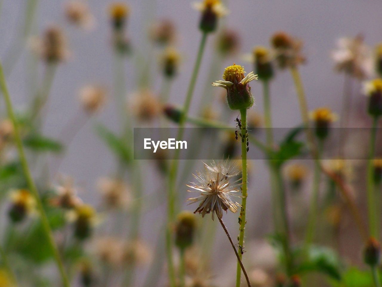 CLOSE-UP OF FLOWERING PLANT AGAINST BLURRED BACKGROUND