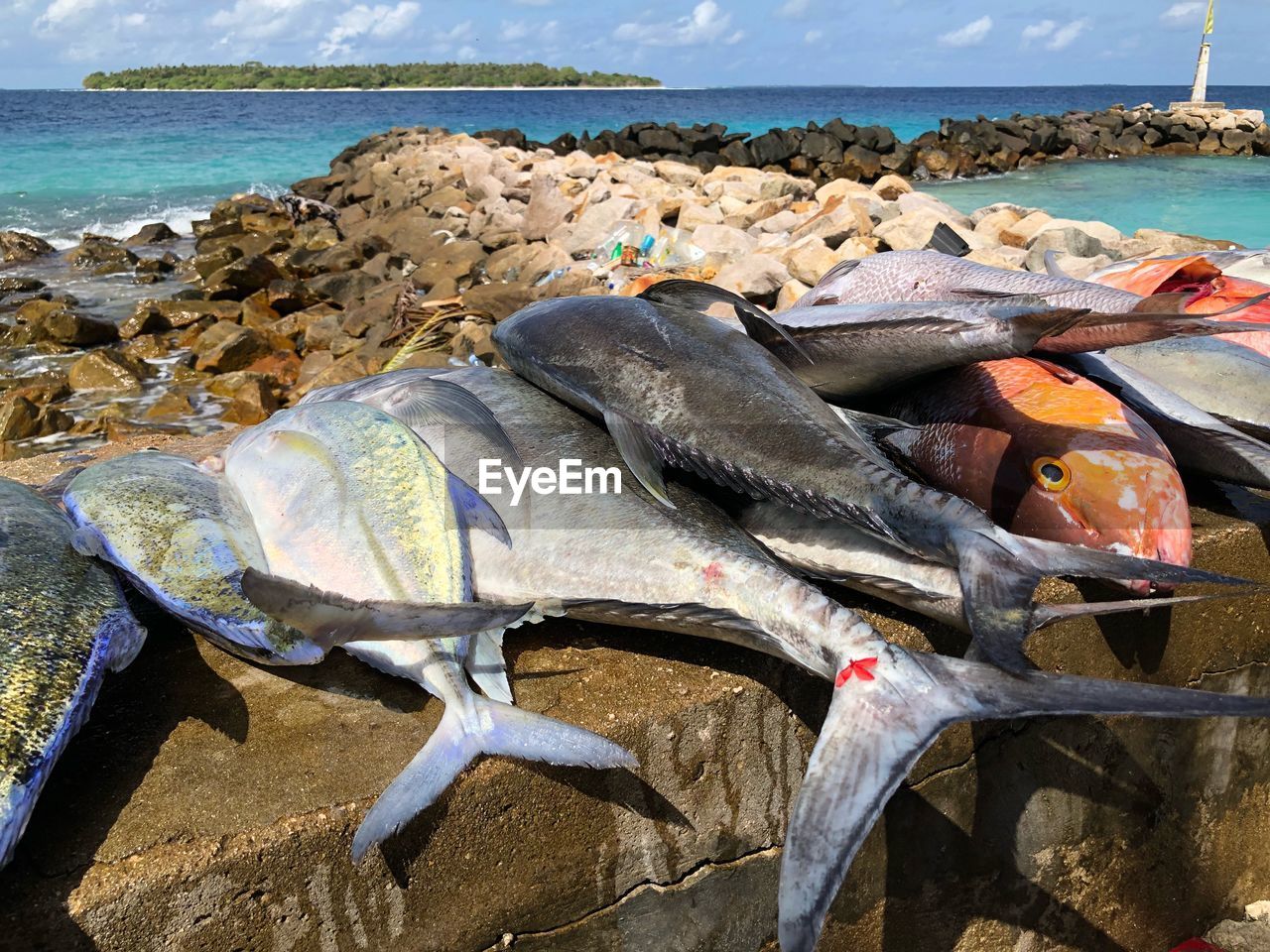 Close-up of dead fishes on retaining wall at beach