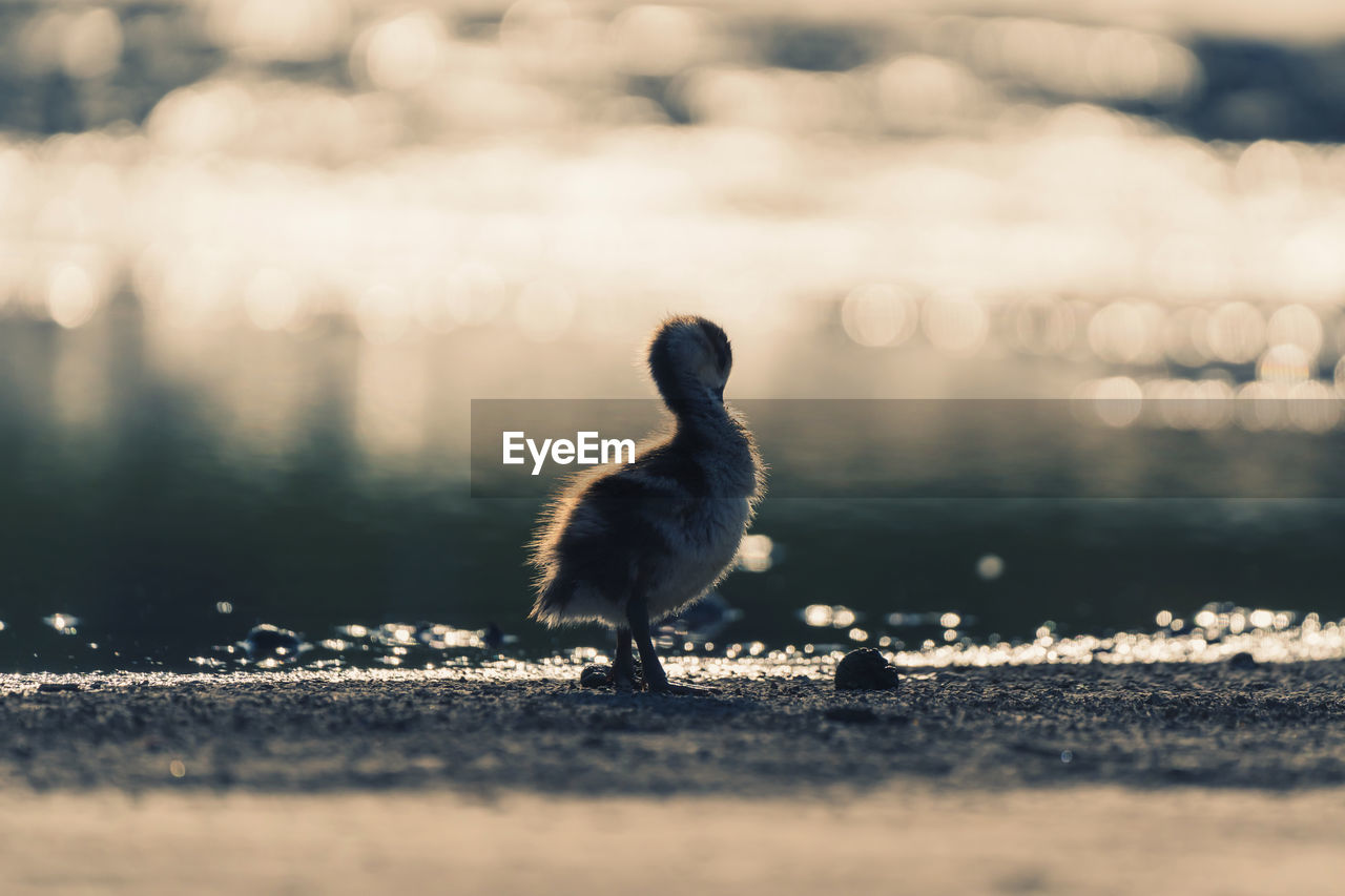 Close-up of young goose 