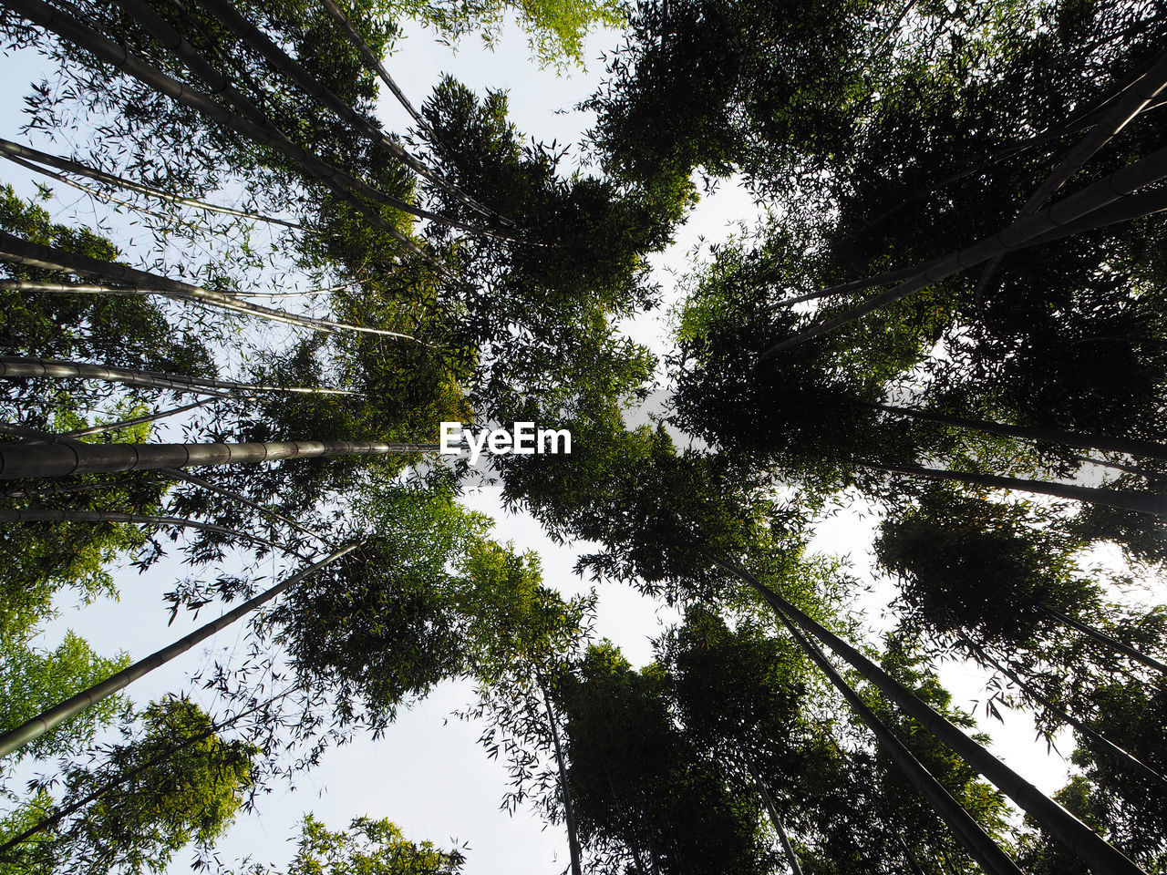 Low angle view of trees