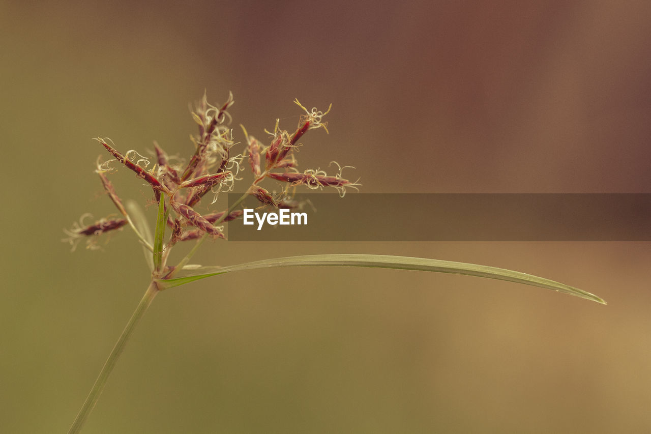 Close-up of plant against blurred background