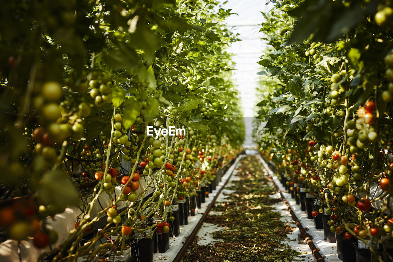 Organic tomatoes growing in greenhouse