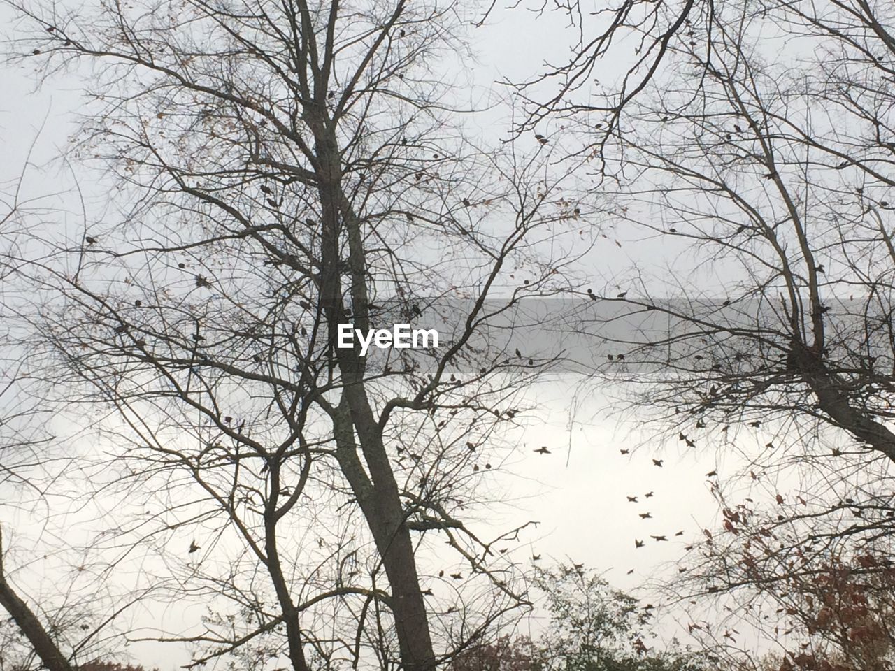 LOW ANGLE VIEW OF TREE AGAINST SKY