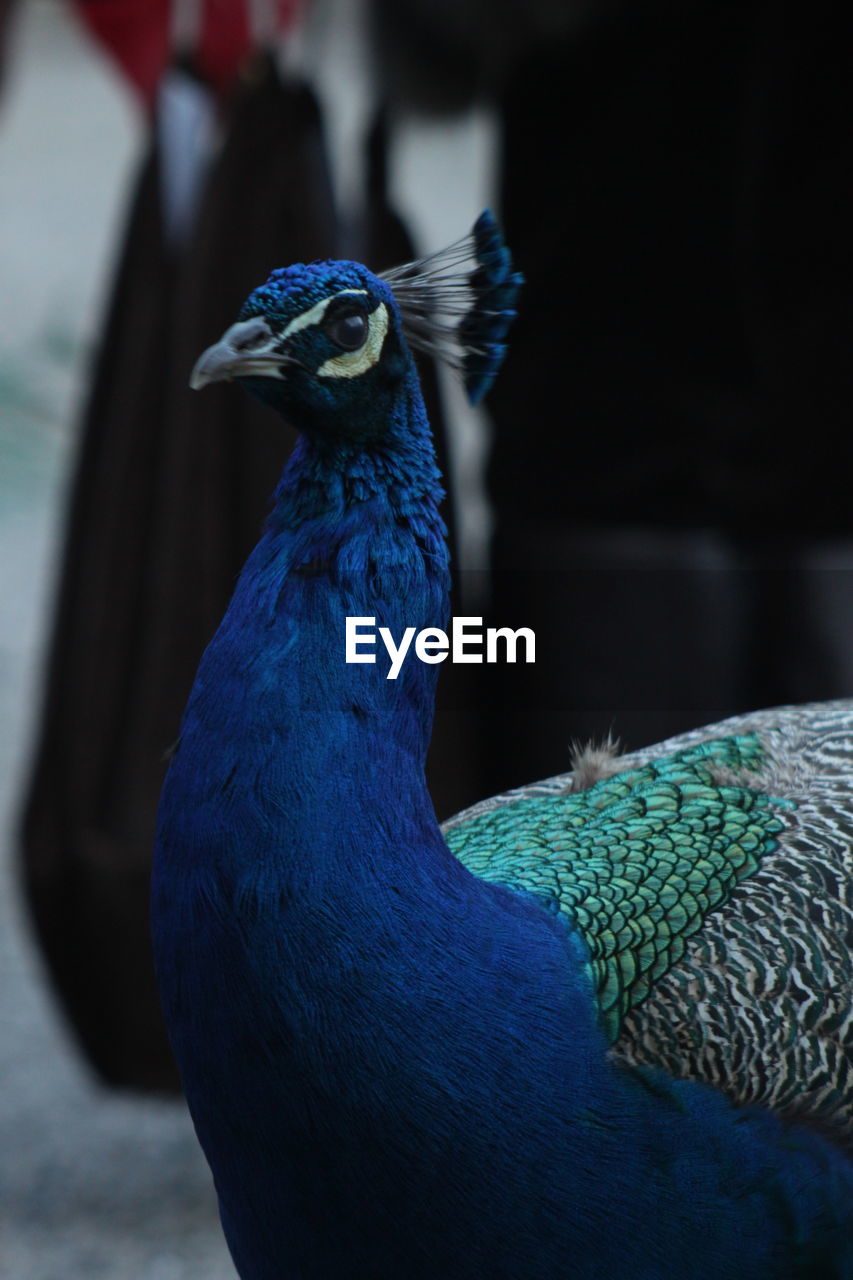 CLOSE-UP OF A PARROT