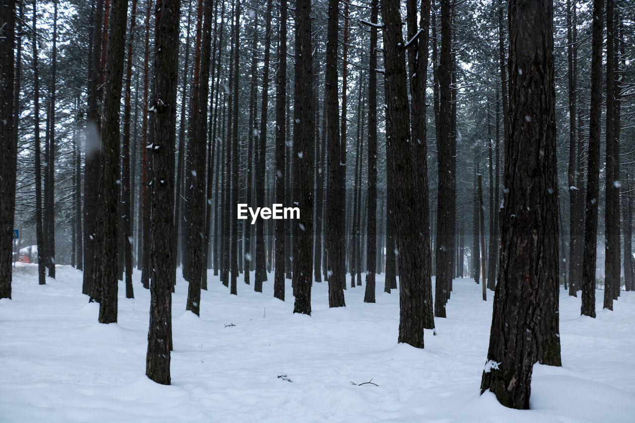 Panoramic shot of trees in forest during winter