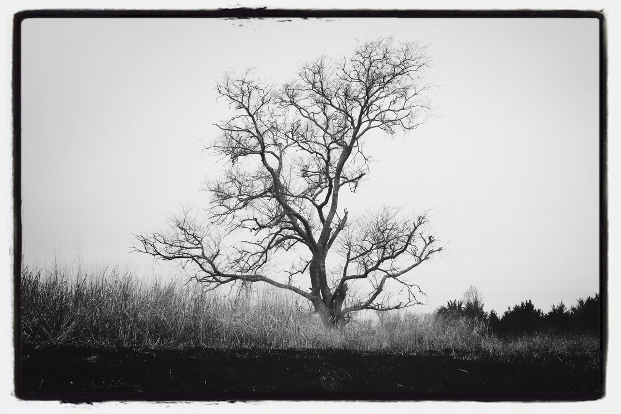 View of bare tree