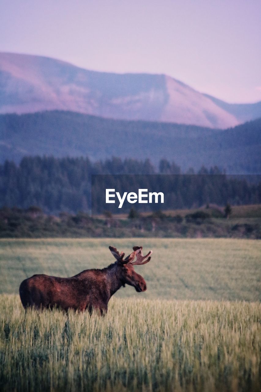 Moose in field surrounded by mountains
