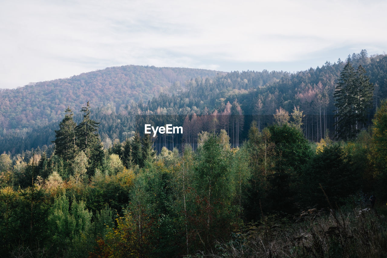 Pine trees in forest against sky