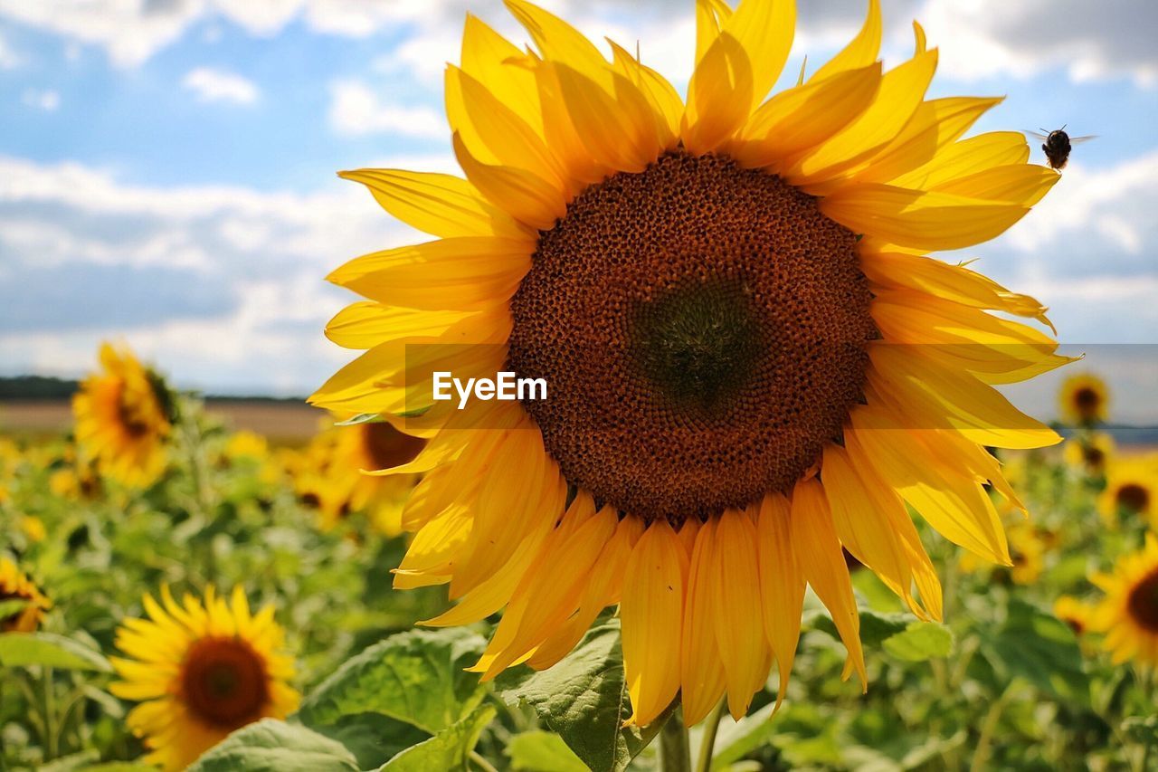 CLOSE-UP OF SUNFLOWER