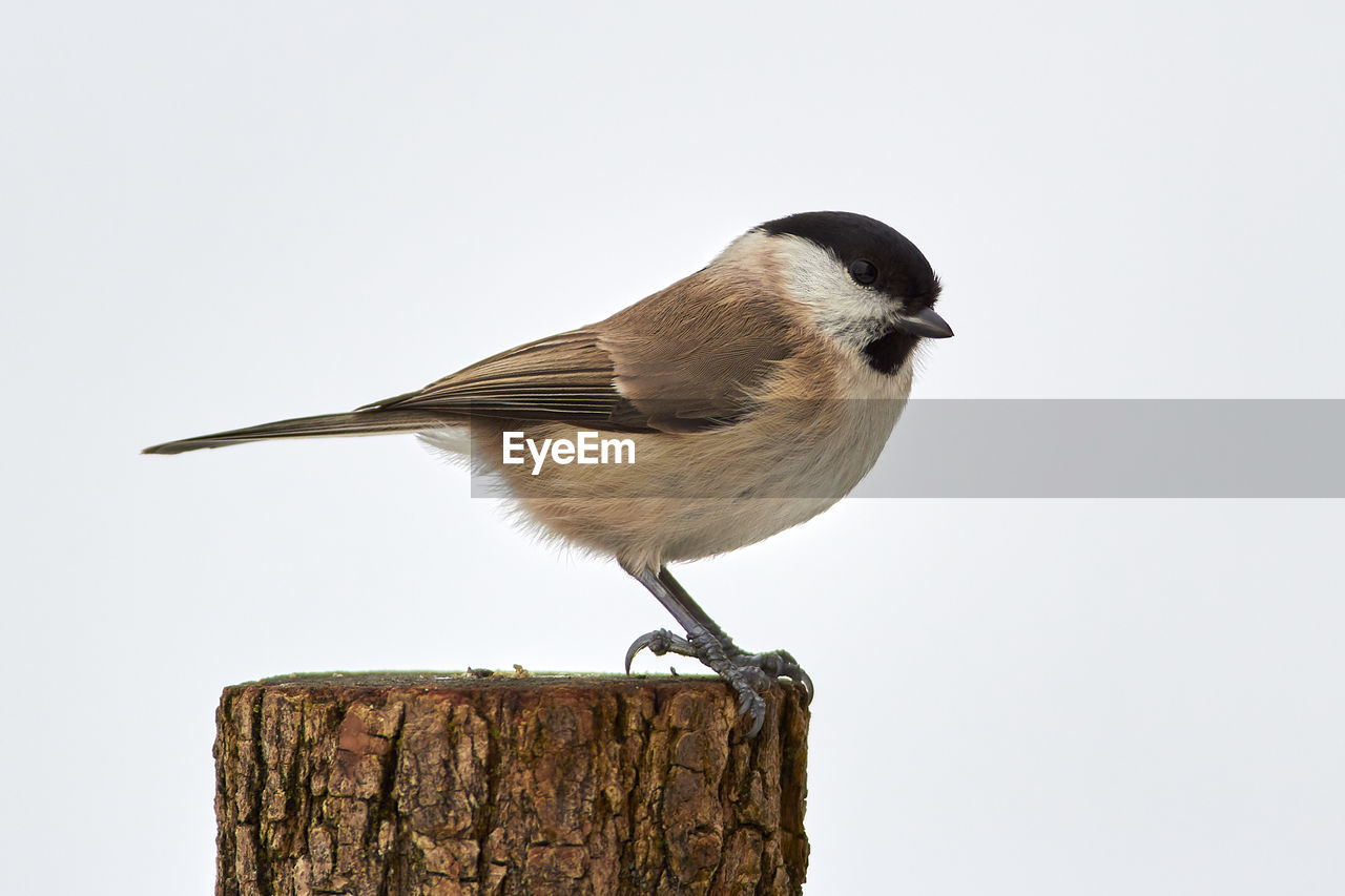 CLOSE-UP OF BIRD PERCHING ON WOODEN POST AGAINST WHITE BACKGROUND