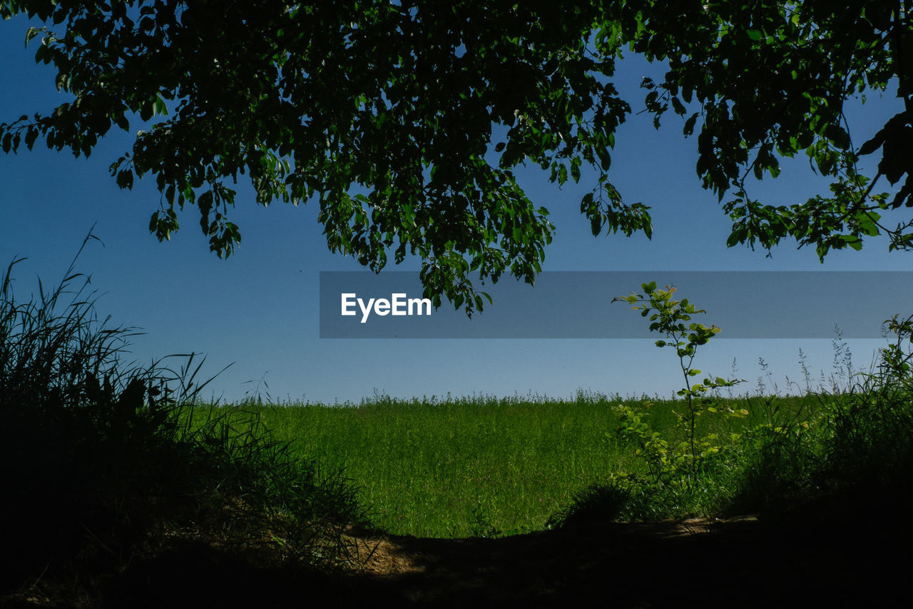 Trees on field against clear sky
