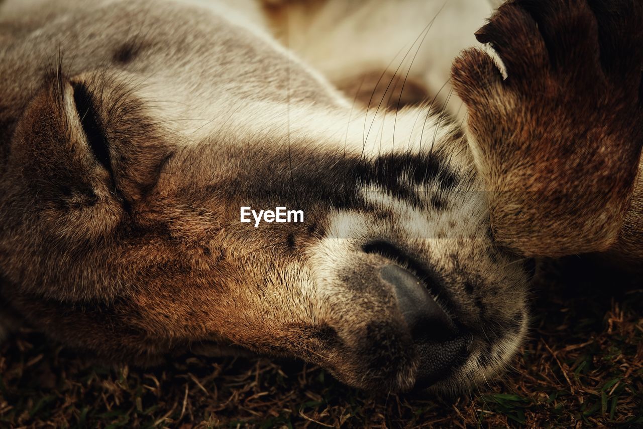 Close-up of kangaroo sleeping on field