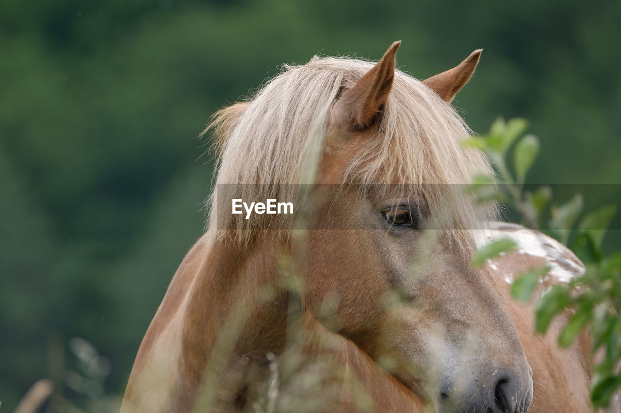 Close-up of a horse