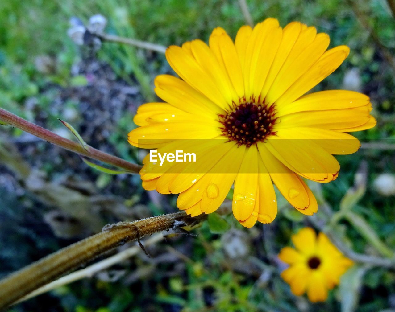 CLOSE-UP OF YELLOW FLOWER BLOOMING