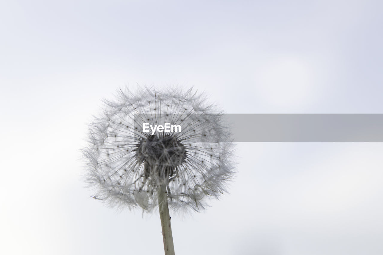 CLOSE-UP OF DANDELION AGAINST WHITE SKY