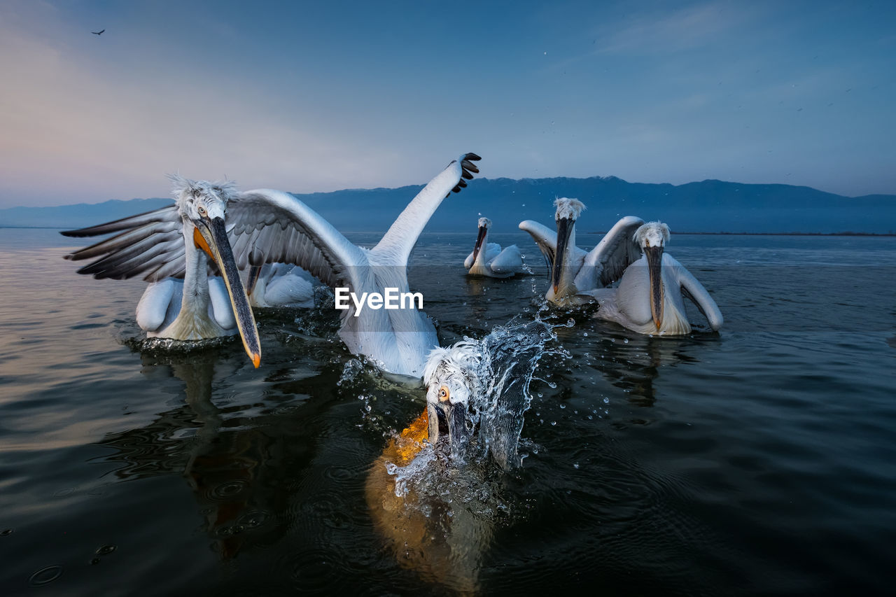 Pelicans swimming in lake against sky