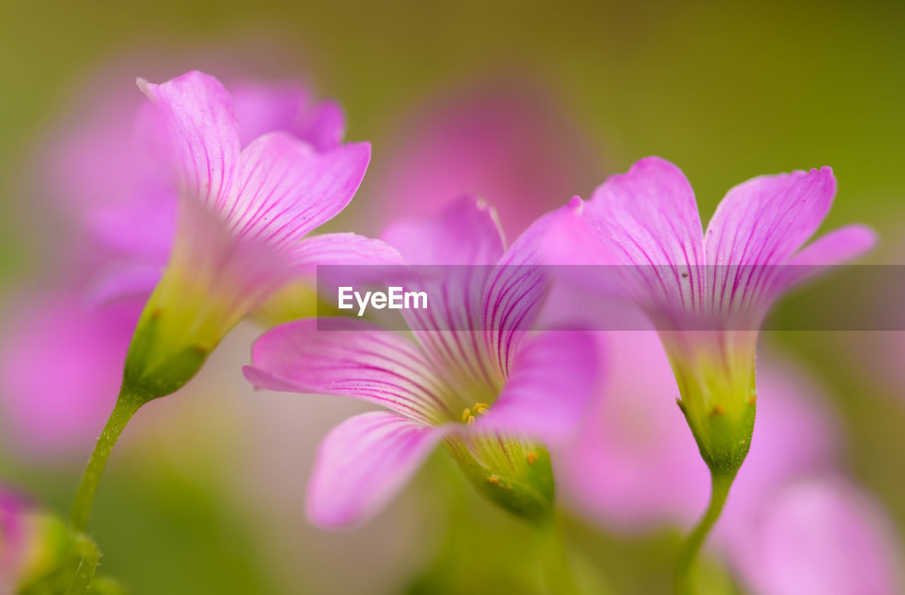 flower, plant, flowering plant, freshness, beauty in nature, pink, macro photography, petal, close-up, nature, purple, blossom, fragility, flower head, inflorescence, no people, springtime, growth, selective focus, outdoors, vibrant color, plant stem, plant part, focus on foreground, leaf, magenta, wildflower, multi colored, environment, botany, green, summer