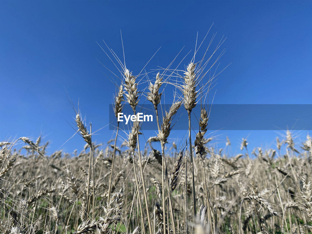 CLOSE-UP OF WHEAT GROWING ON FIELD AGAINST SKY