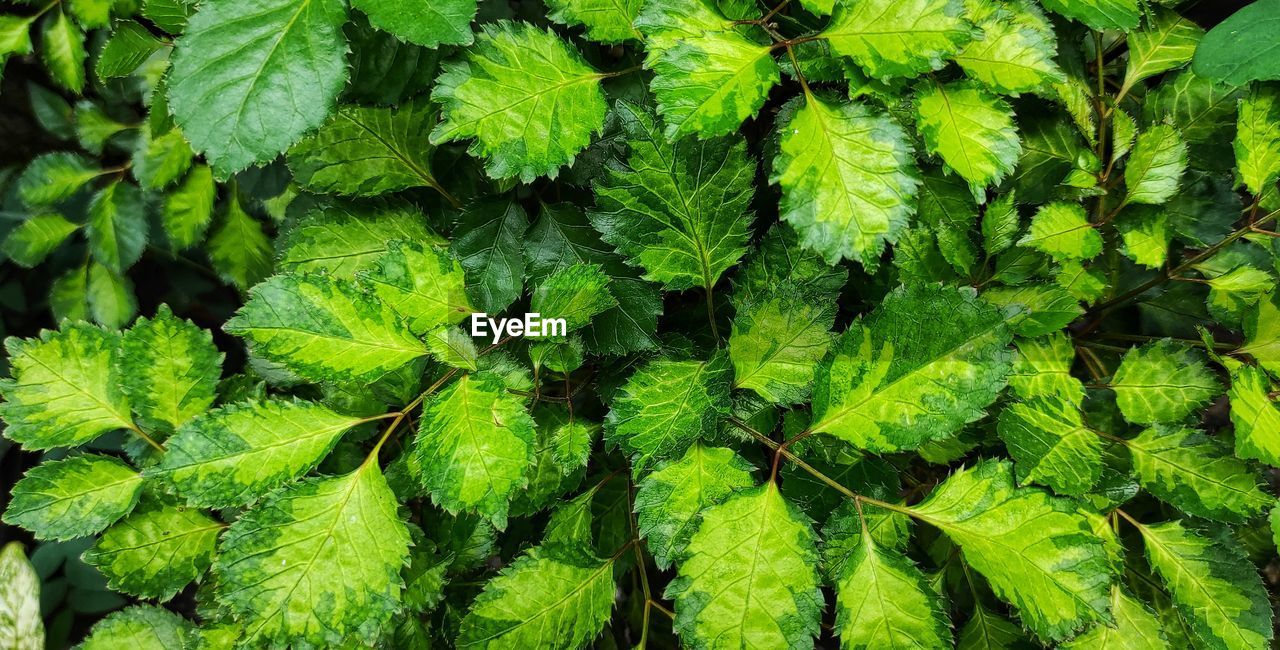 Fresh green plant leaves in the home garden