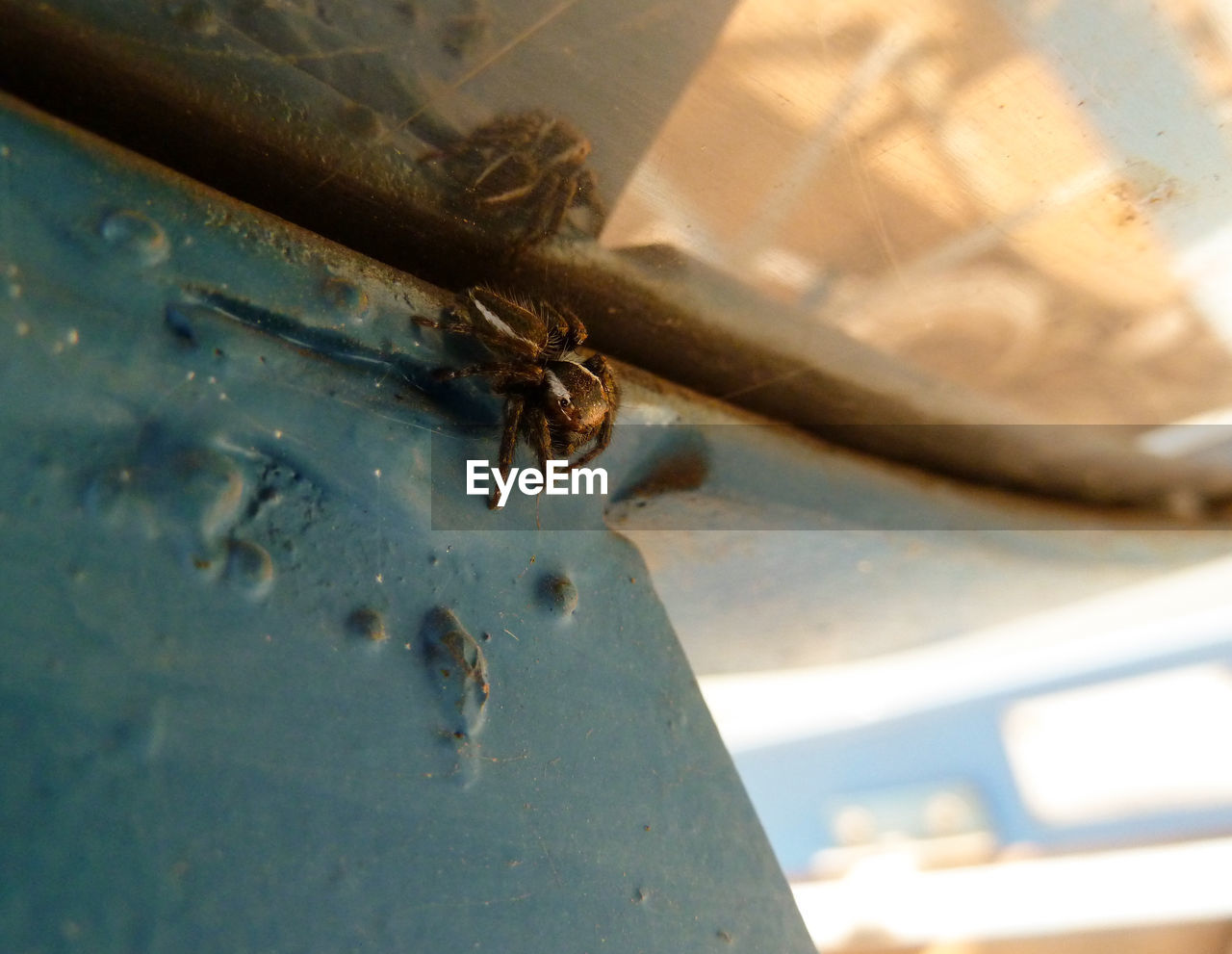 Close-up of spider on rusty metal