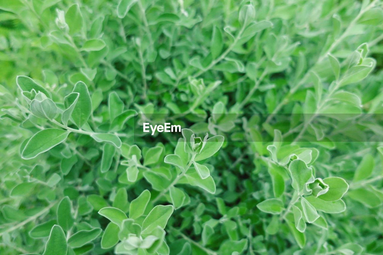 Full frame shot of plants growing on field