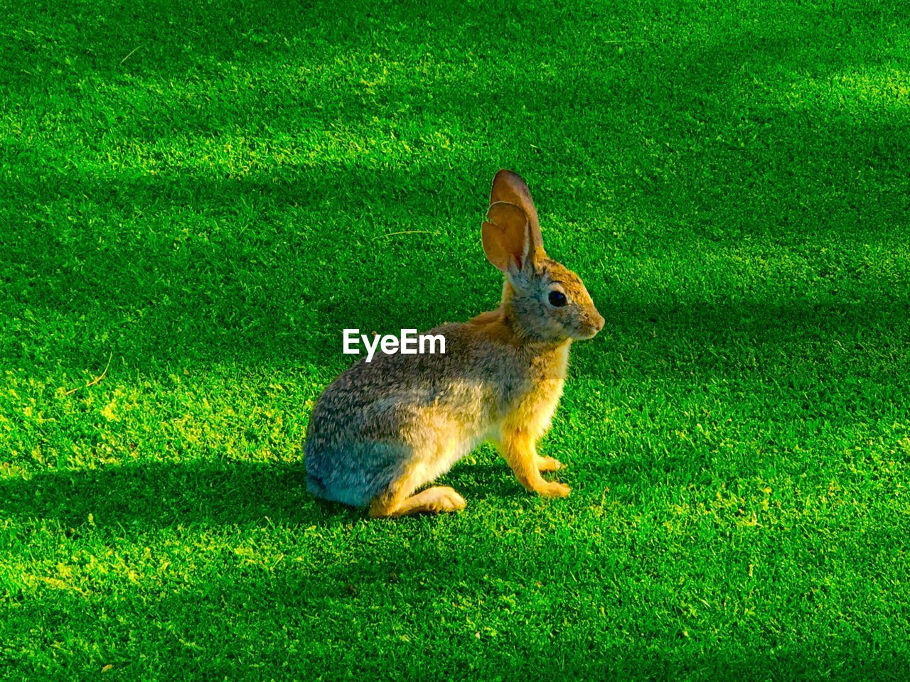 Portrait of rabbit on field