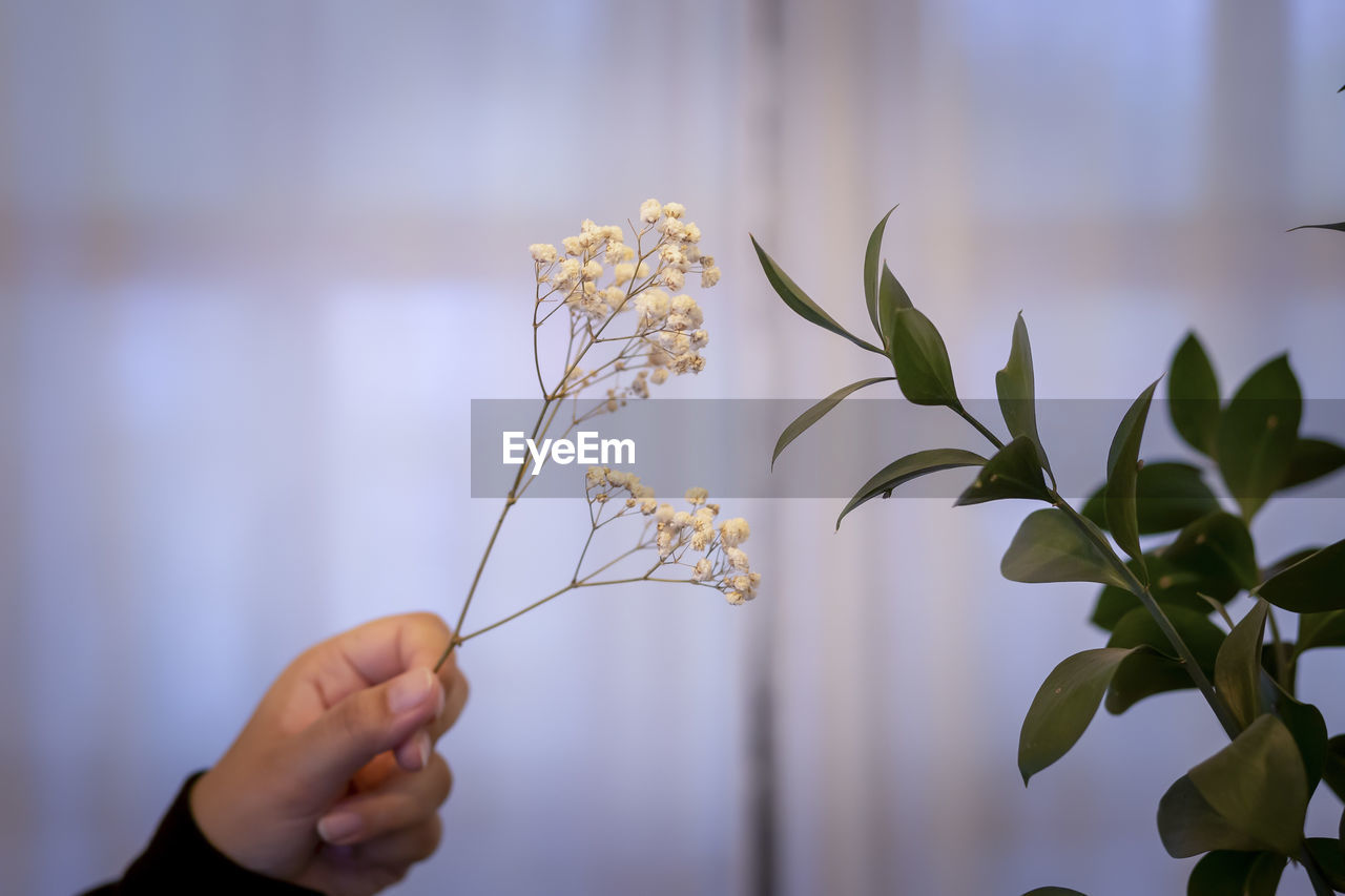 hand, plant, flower, branch, one person, nature, leaf, plant part, floristry, growth, indoors, holding, green, adult, close-up, focus on foreground, yellow, art, beauty in nature, lifestyles, floral design, grass