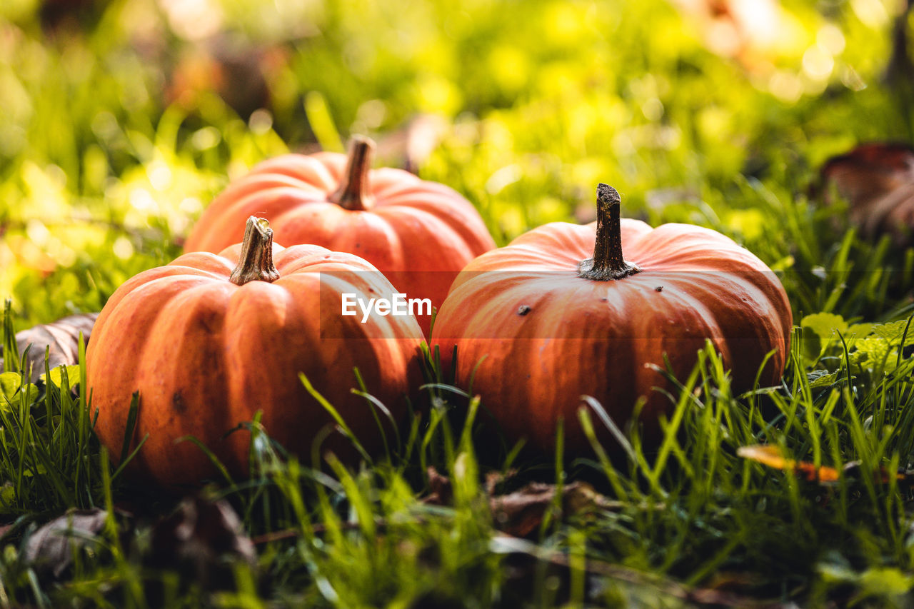 Close-up of pumpkins on field