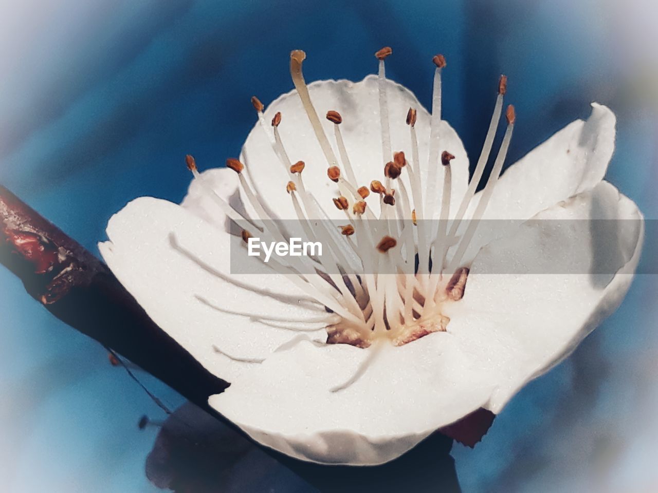 CLOSE-UP OF WHITE CHERRY BLOSSOM FLOWER