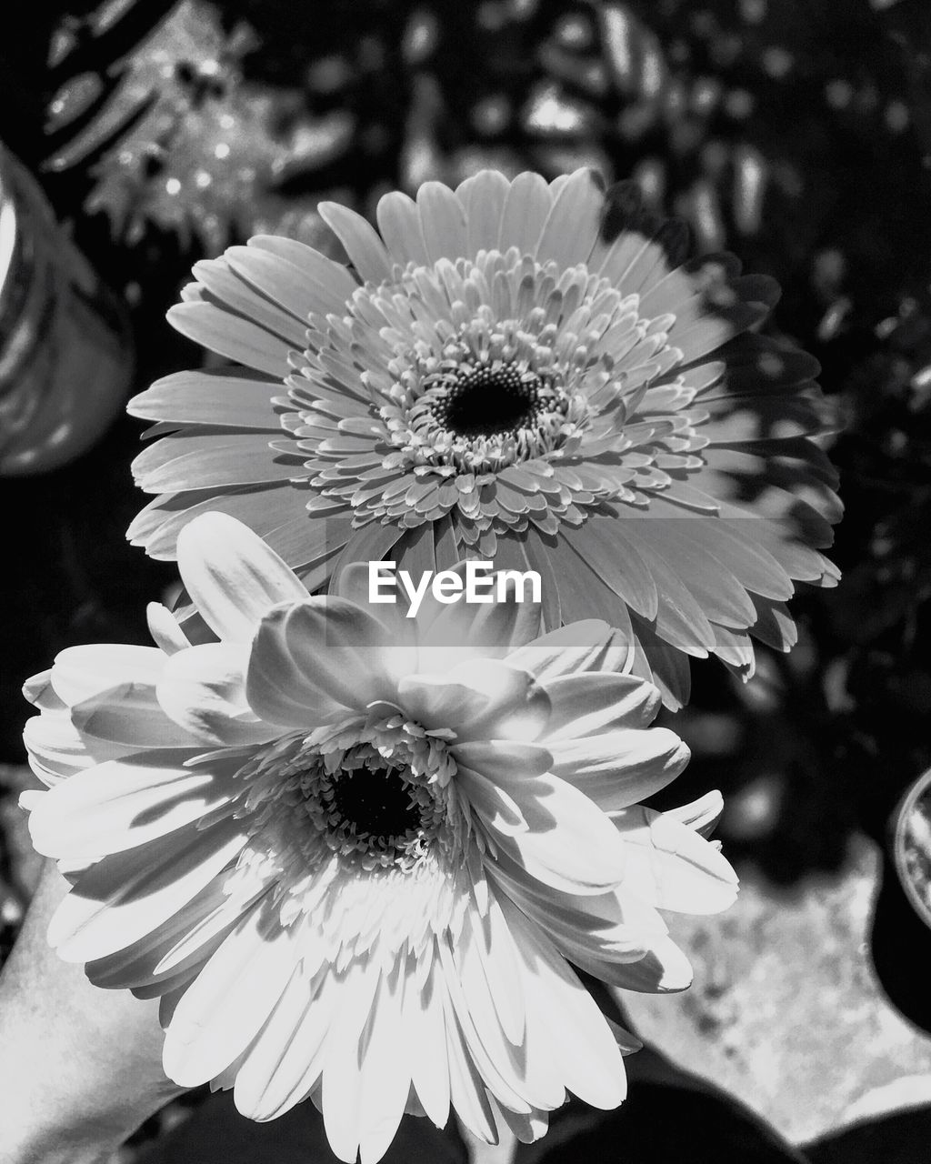 MACRO SHOT OF WHITE DAISY FLOWERS