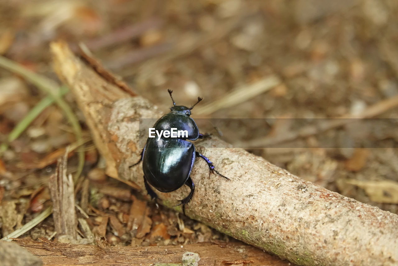 Close-up of dung beetle on wood in forest