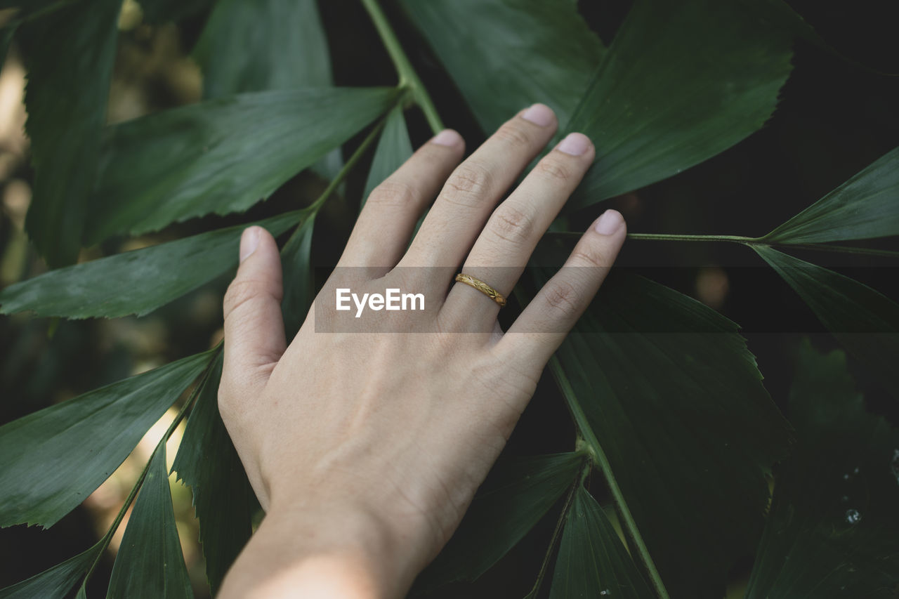 Close-up of hand by plant