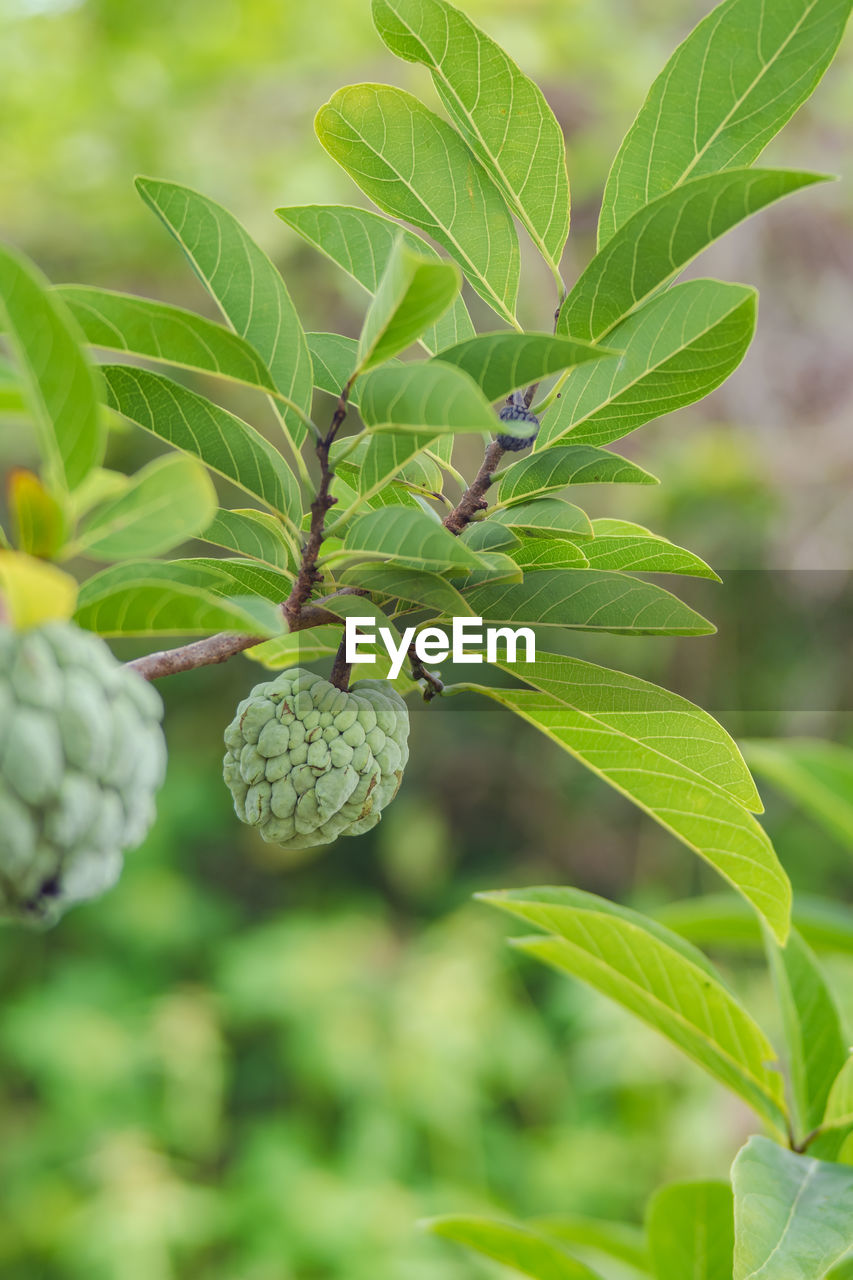 Close-up of fruit growing on tree