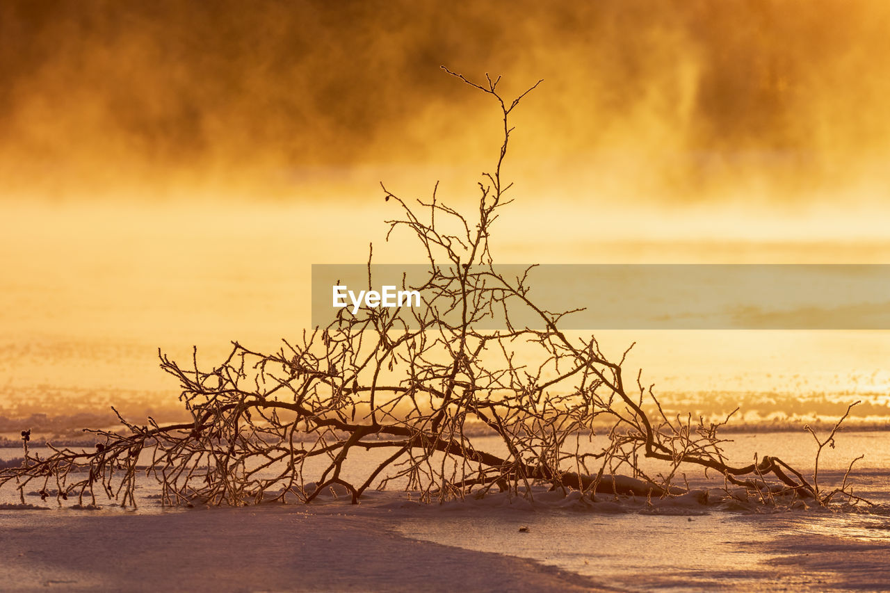 Fallen small tree with vapor rising from a river in the background