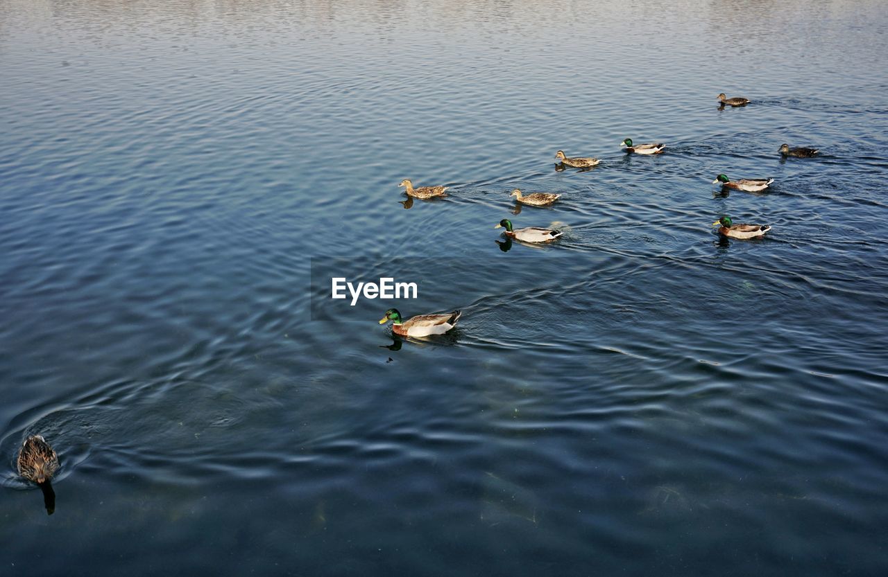 HIGH ANGLE VIEW OF SEAGULLS ON LAKE