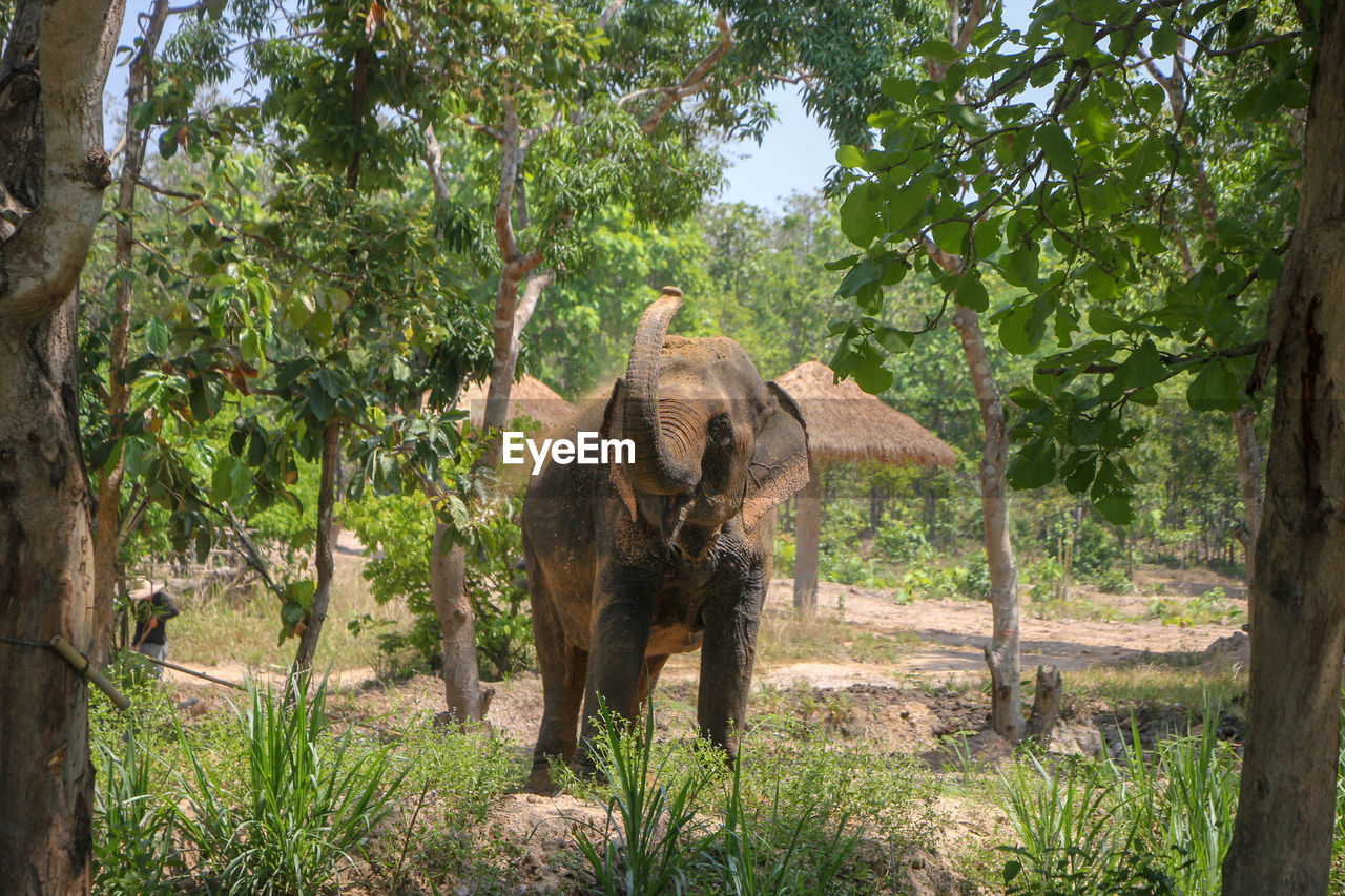 animal themes, animal, tree, plant, mammal, animal wildlife, wildlife, elephant, jungle, one animal, nature, indian elephant, zoo, no people, safari, trunk, forest, land, growth, outdoors, environment, day, standing, animal body part, domestic animals, tree trunk, recreation, beauty in nature, green