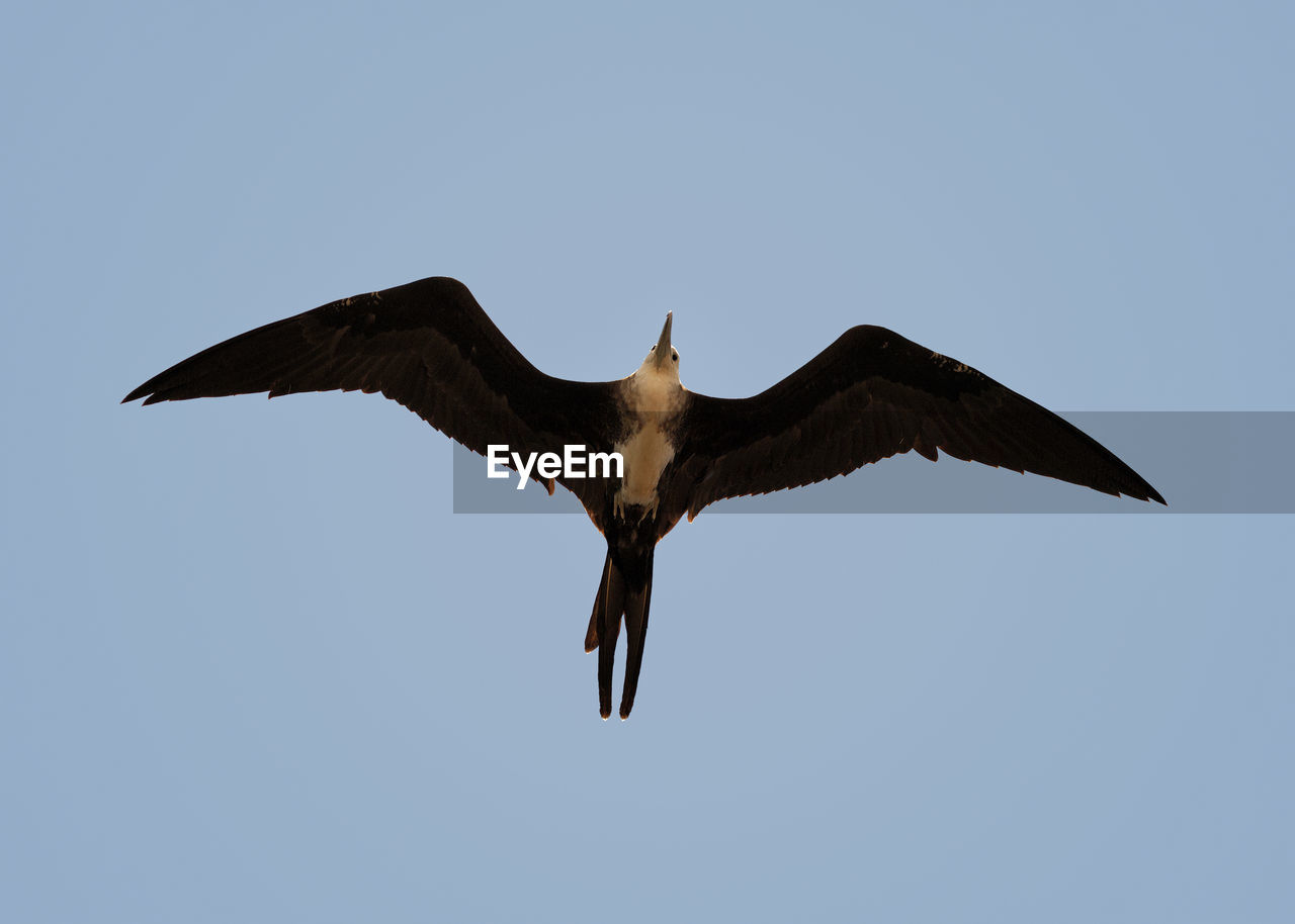 Low angle view of eagle flying against clear sky