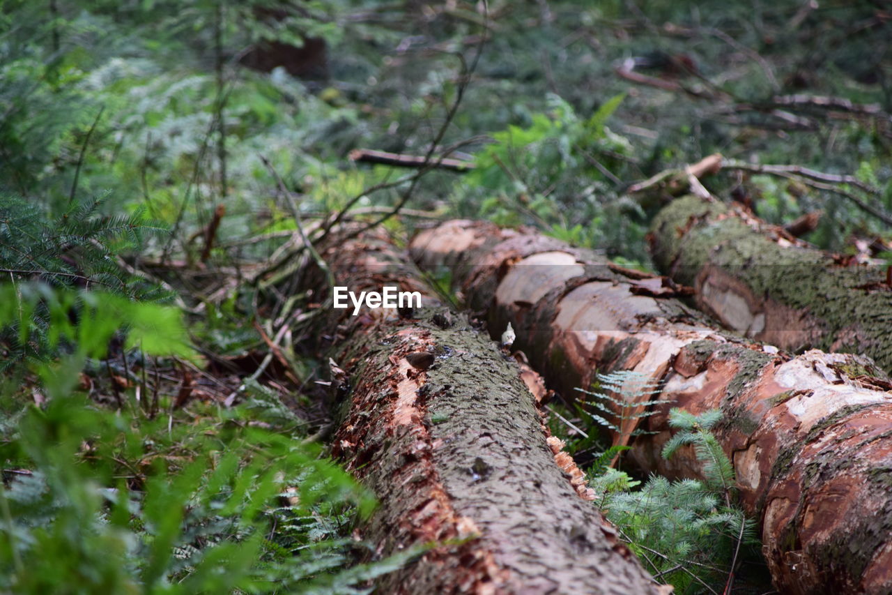 CLOSE-UP OF TREE TRUNK