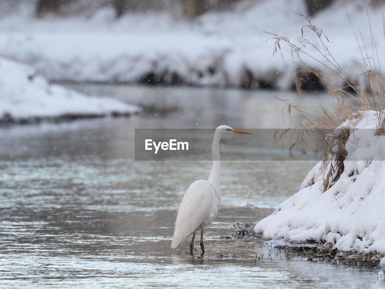 View of great egret in lake during winter