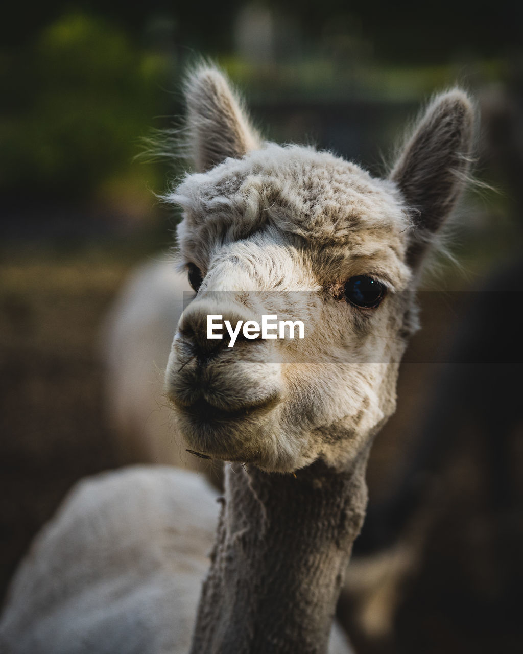 Close-up of a alpaca 