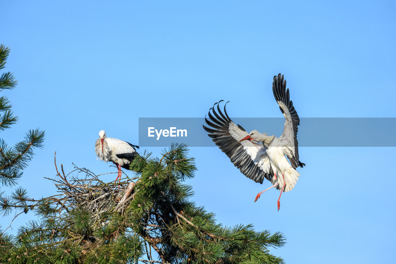 White stork in courtship period in early spring, france, alsace.