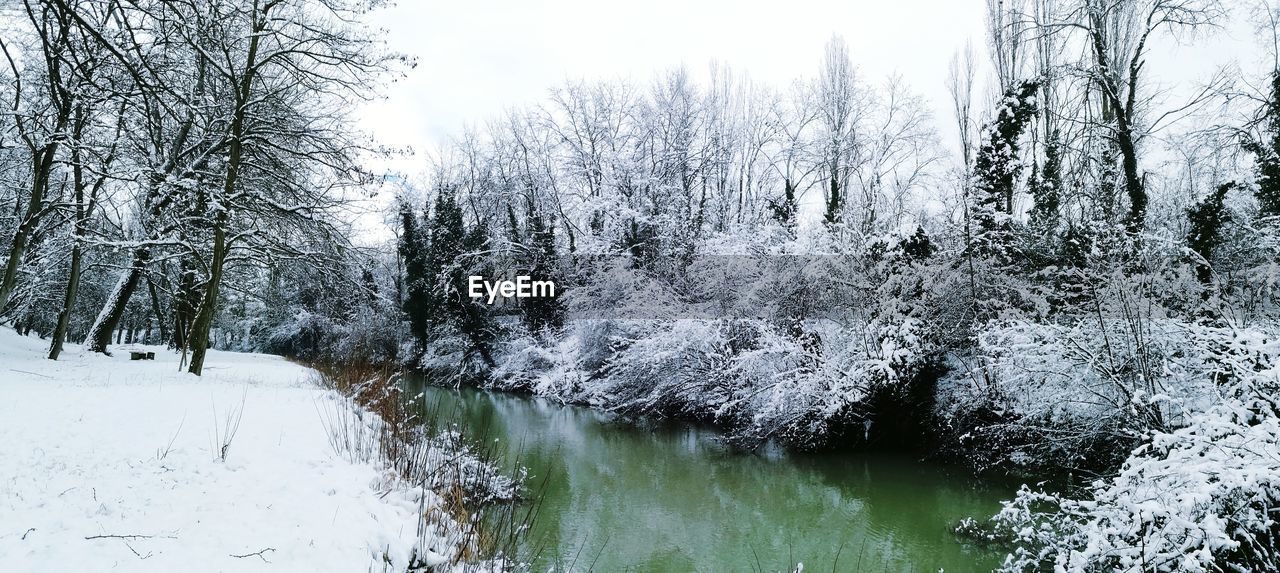 SNOW COVERED LAND AND TREES IN FOREST