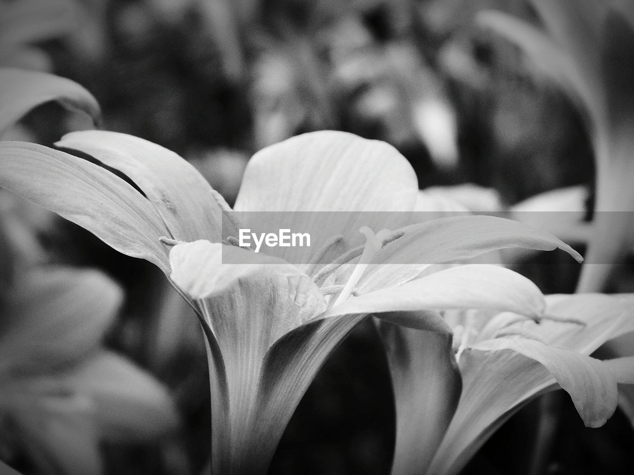 CLOSE-UP OF DAY LILY FLOWERS