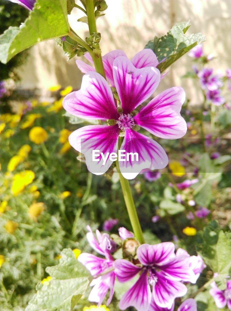 CLOSE-UP OF COSMOS FLOWERS BLOOMING OUTDOORS